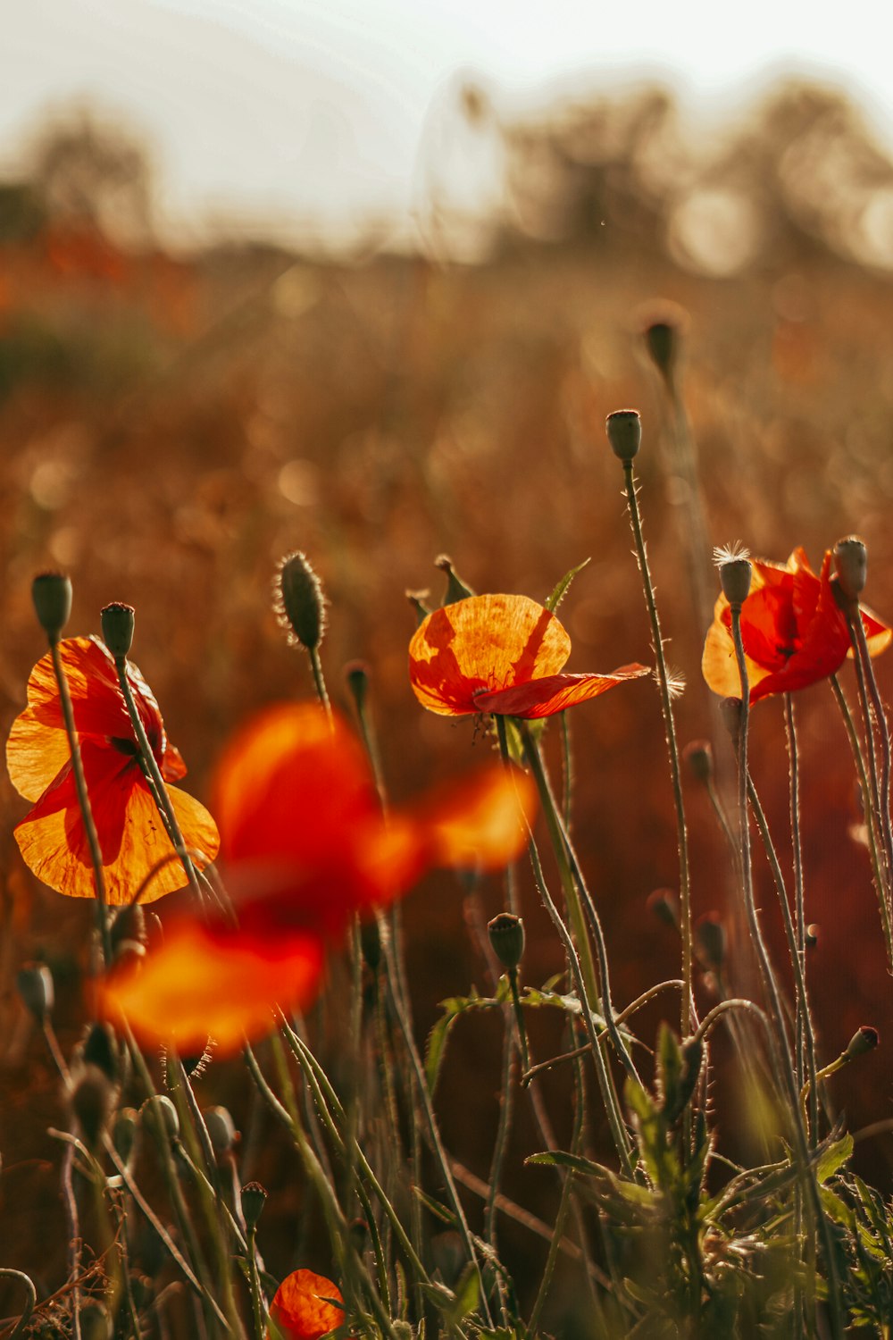 a group of orange flowers in a field