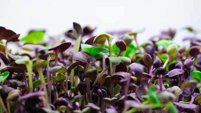 How to Store Microgreens So They Stay Fresh Longer