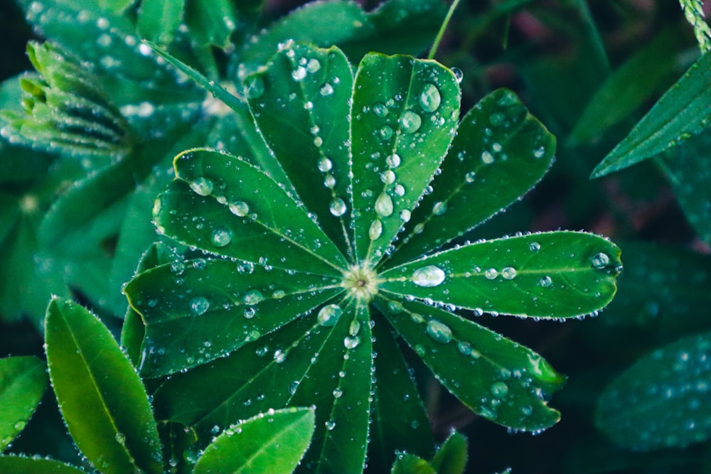 a green plant with water droplets on it