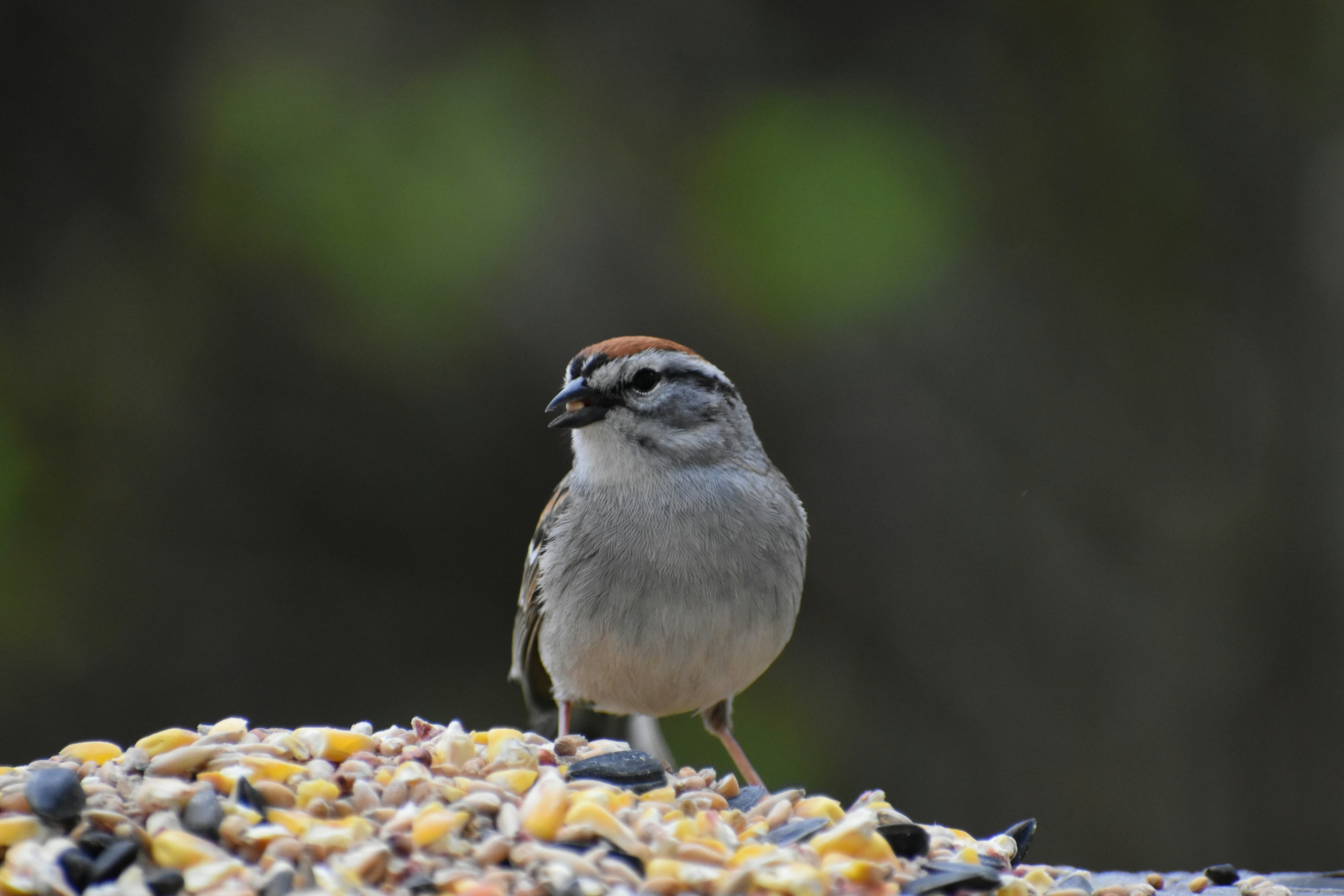 A sparrow at the feeder, Sainte-Apolline, Québec, Canada