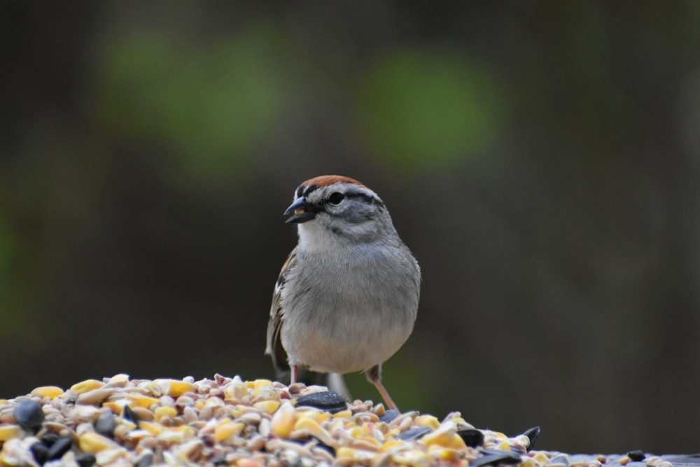 um pequeno pássaro em pé no topo de uma pilha de cascalho