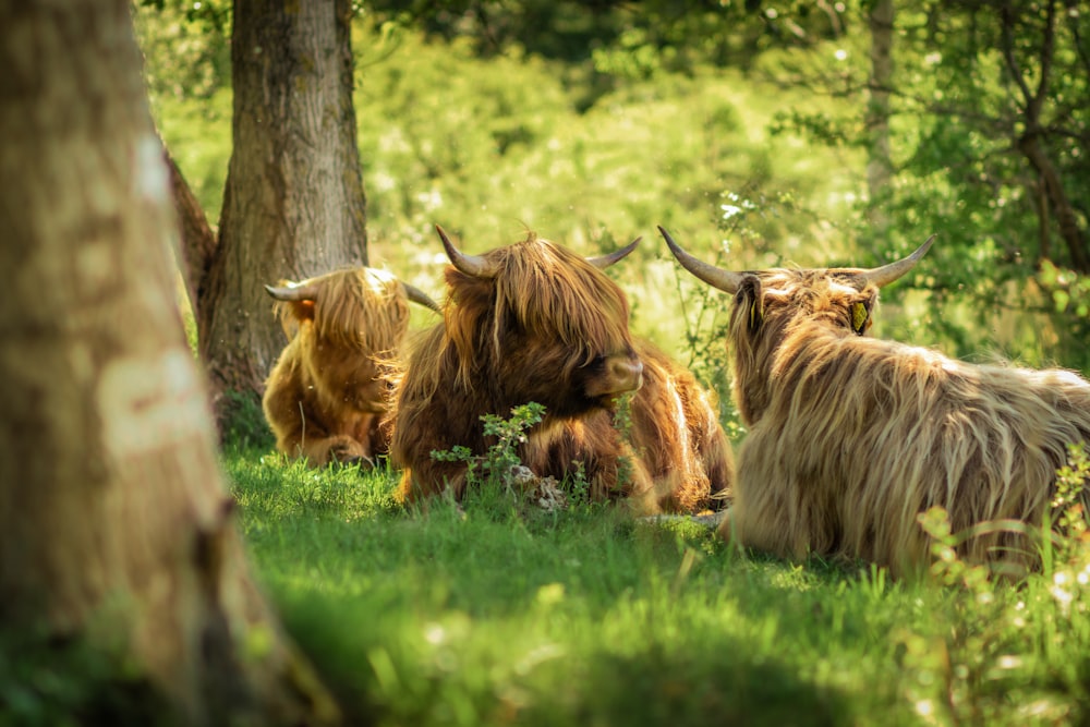 a herd of long haired cows sitting in the grass