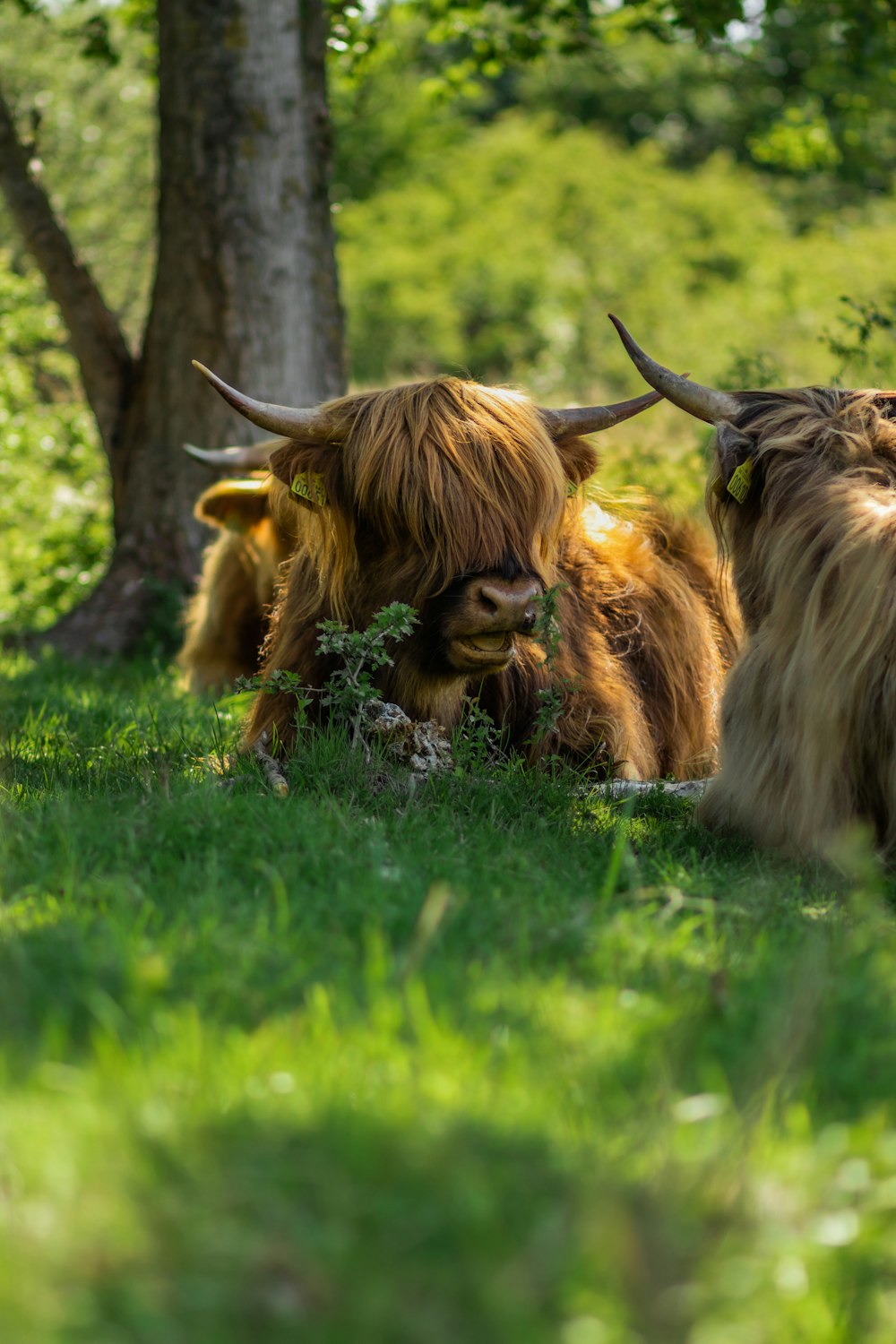 a herd of long haired cows laying on top of a lush green field