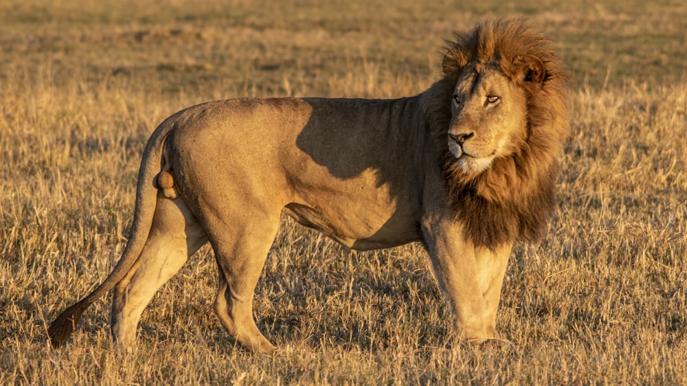 a lion standing in the middle of a field