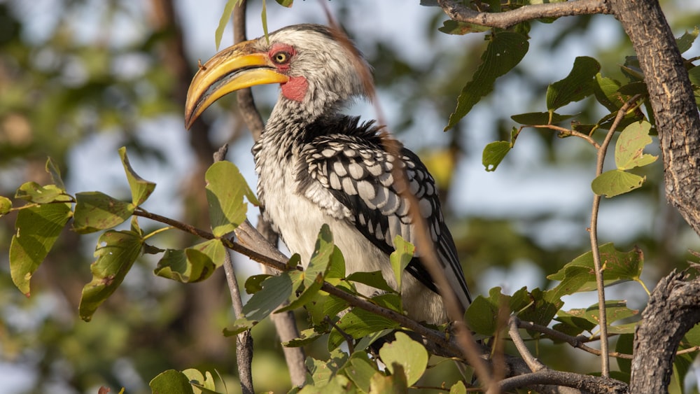 a bird sitting on top of a tree branch