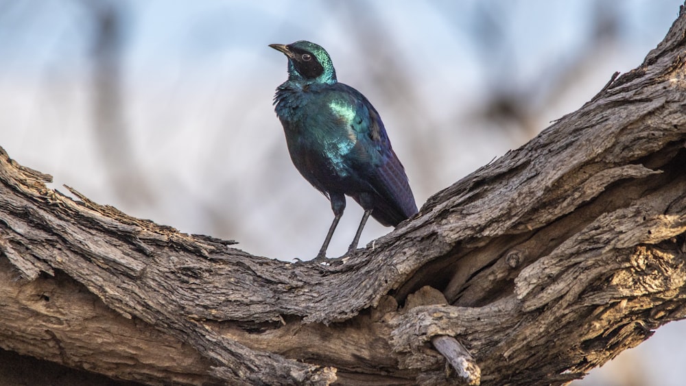 a bird sitting on a branch of a tree