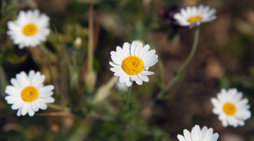 a group of white flowers with yellow centers