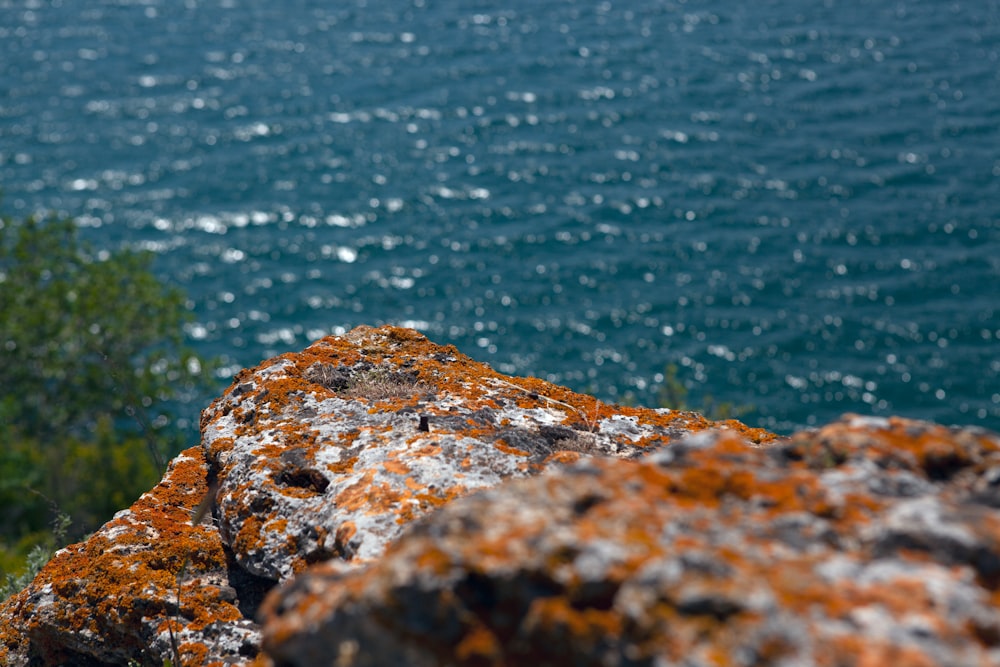 a bird is perched on a rock by the water