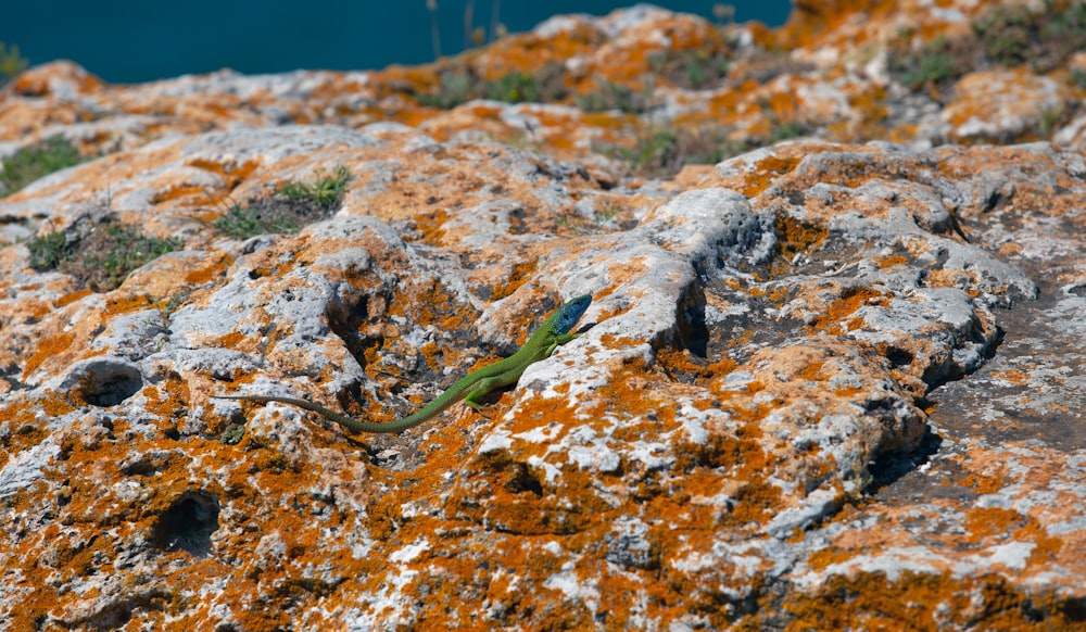 a green lizard sitting on a rock covered in lichen