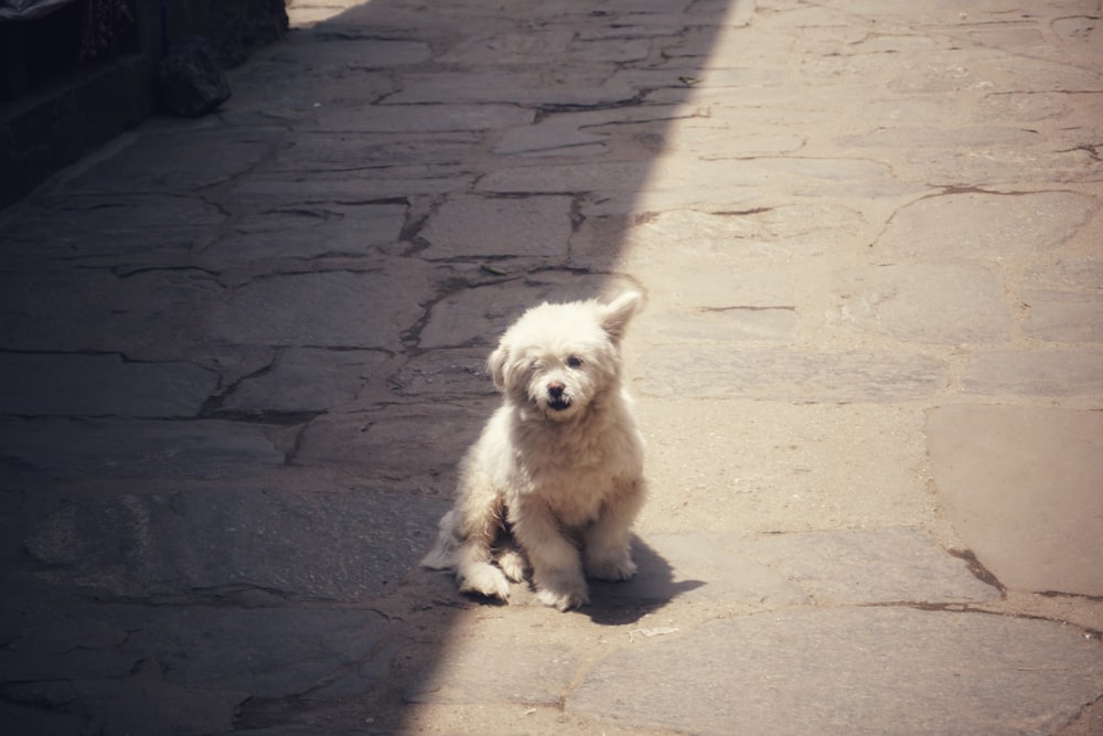 a small white dog sitting on top of a stone walkway