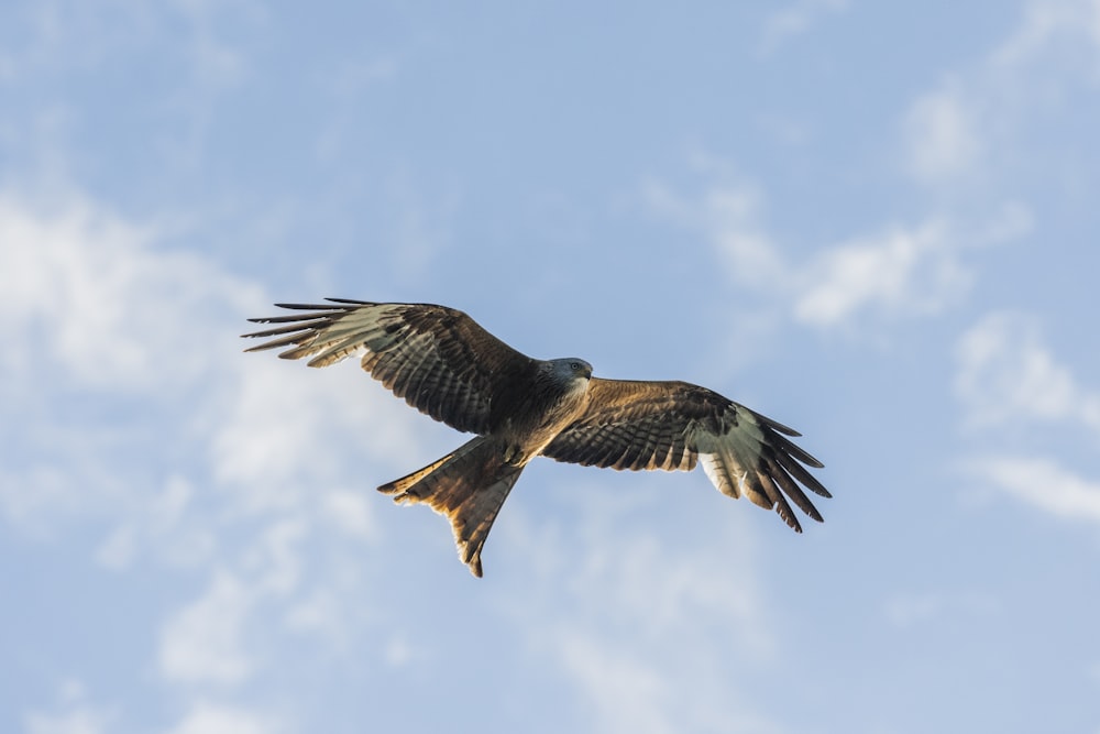 a large bird flying through a blue sky