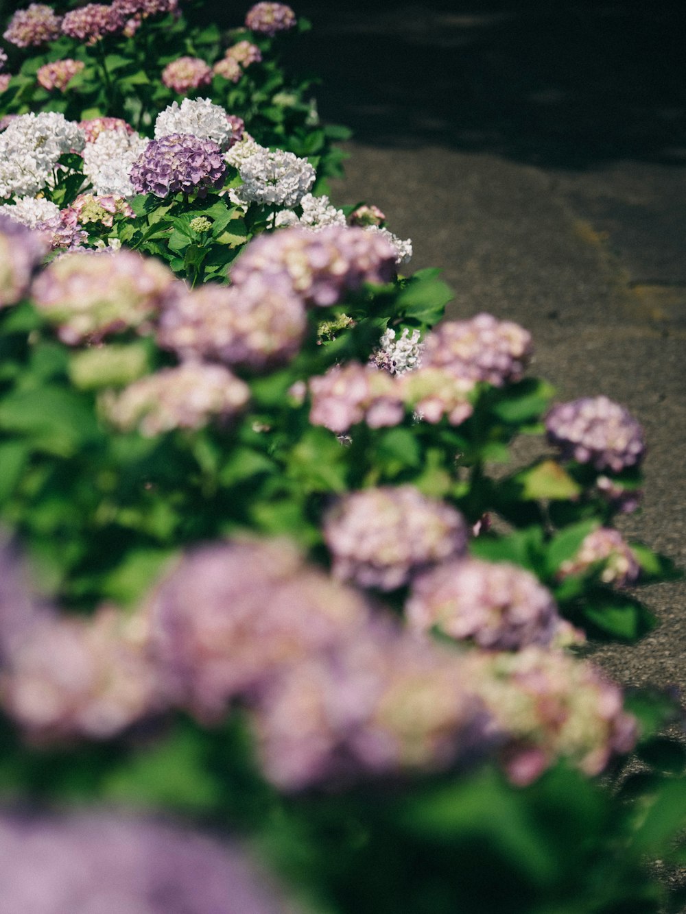 a bunch of flowers that are next to each other