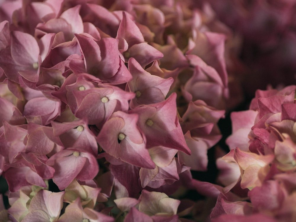 a close up of a bunch of pink flowers