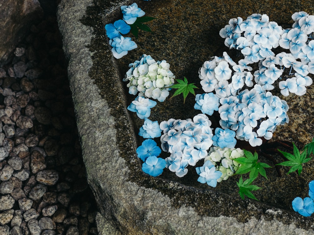 small blue and white flowers growing out of a rock
