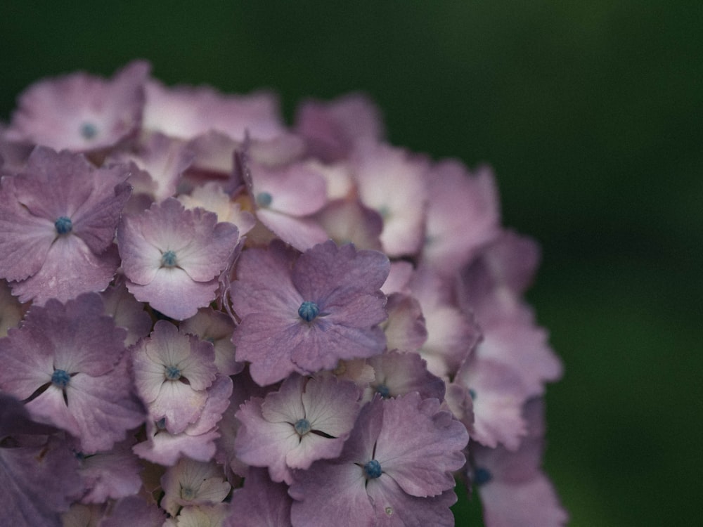 a close up of a bunch of purple flowers