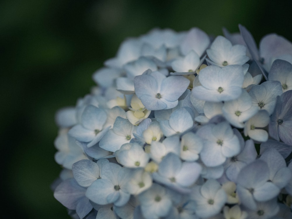 a close up of a bunch of blue flowers