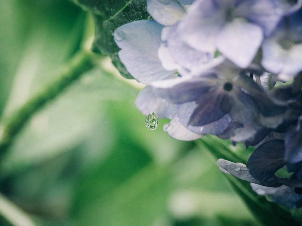 a close up of a purple flower with water droplets
