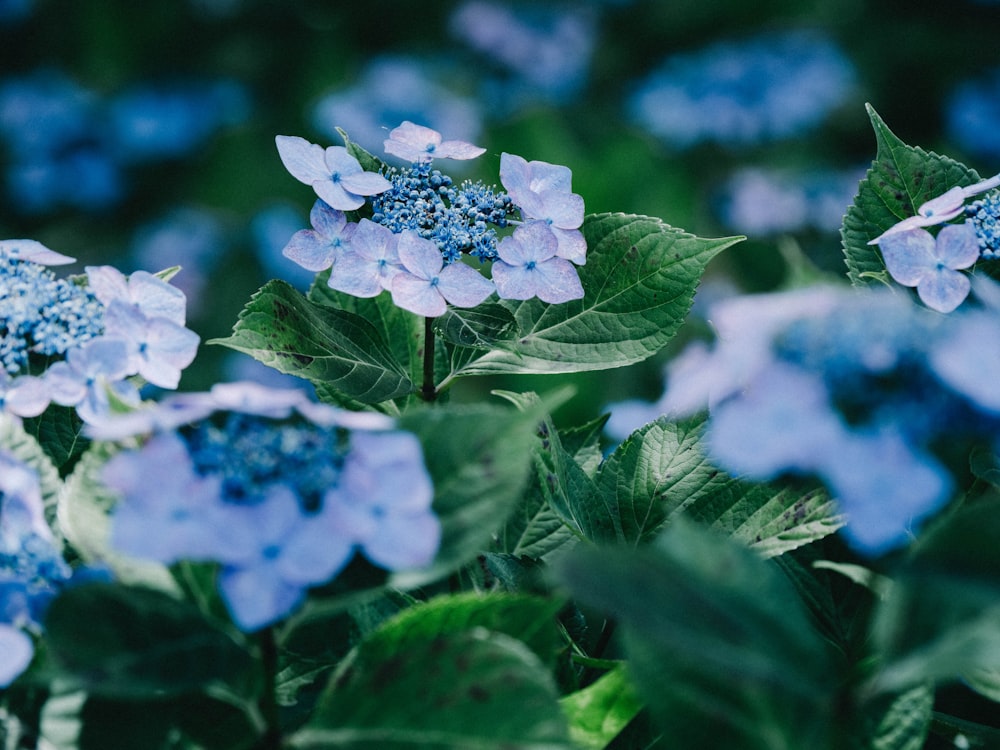 a bunch of blue flowers with green leaves