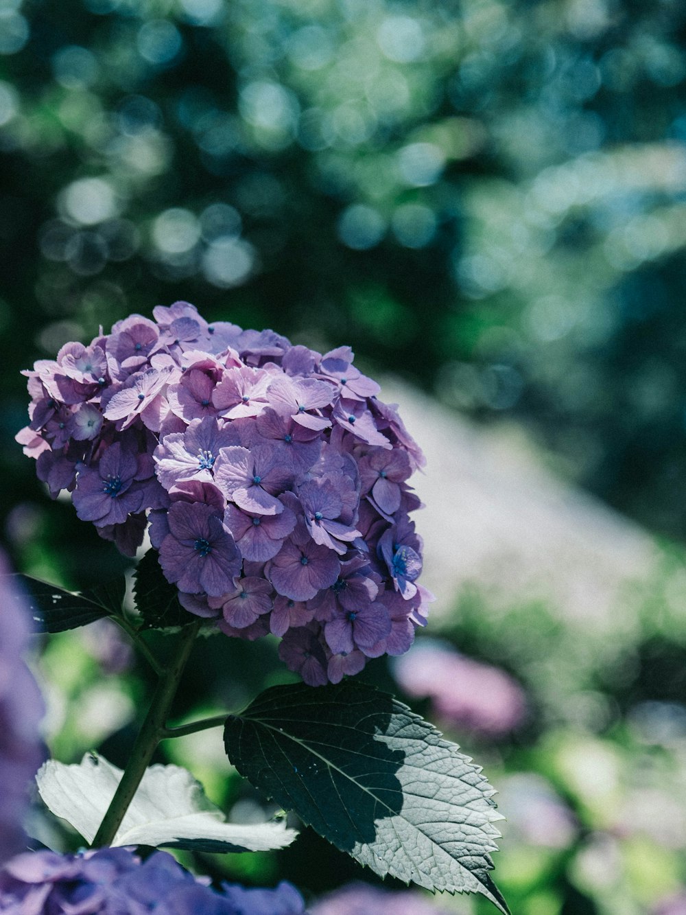 a close up of a purple flower with green leaves