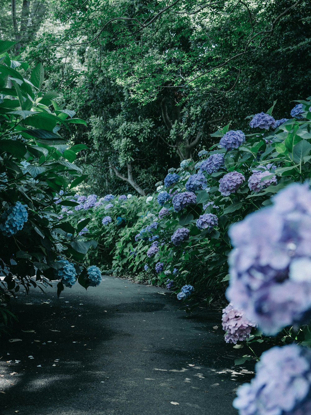 Un sentier bordé de nombreuses fleurs violettes et bleues