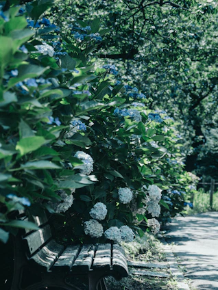 A charming garden scene featuring vibrant blue hydrangeas in full bloom beside a rustic wooden bench.