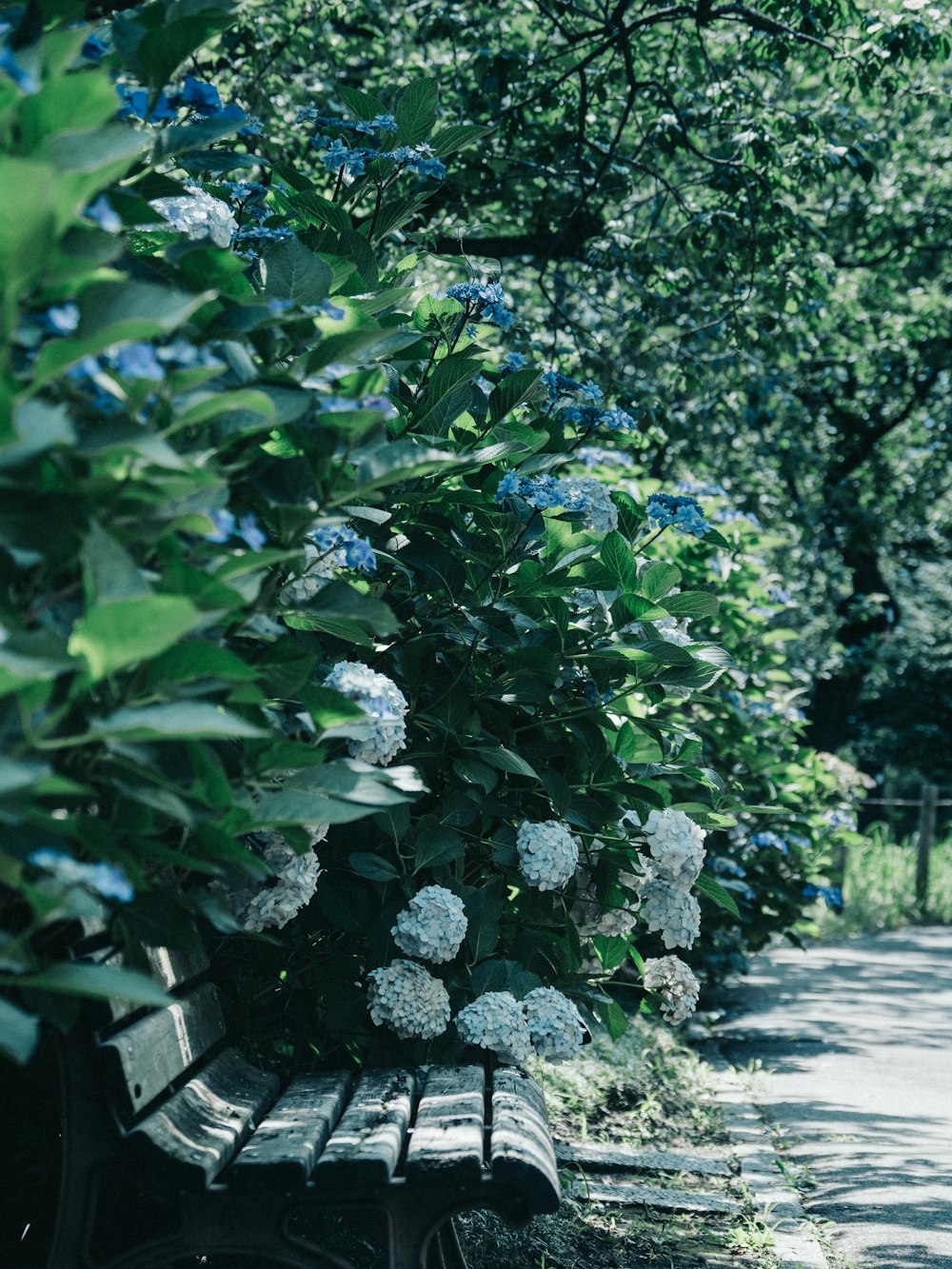 a wooden bench sitting next to a lush green forest