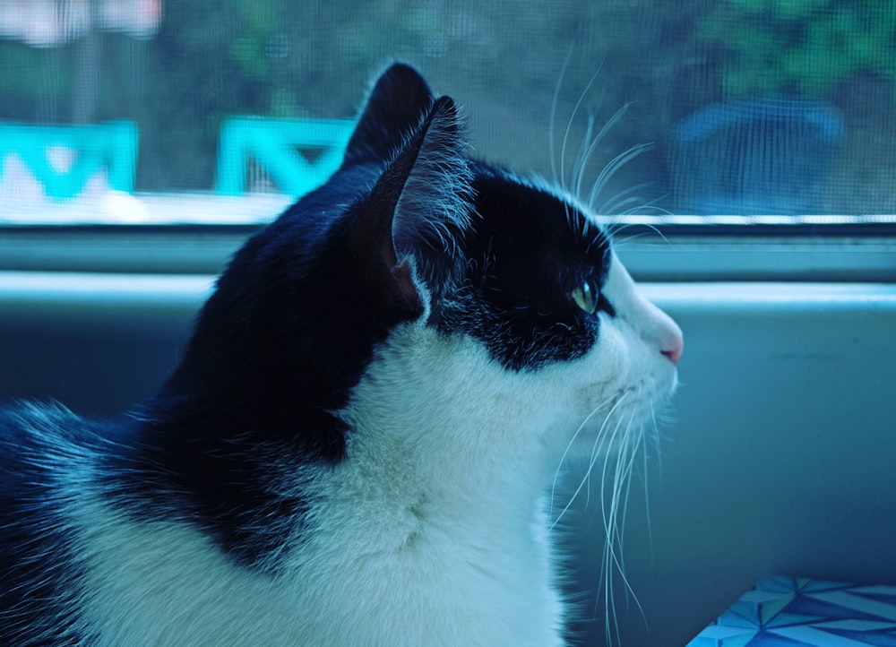 a black and white cat sitting in a car