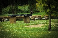 A peaceful park scene features a stone bench with the word 'PEACE' engraved on it. Surrounding the bench are several geese grazing on the lush green grass. The background is filled with leafy trees and a sense of tranquility.