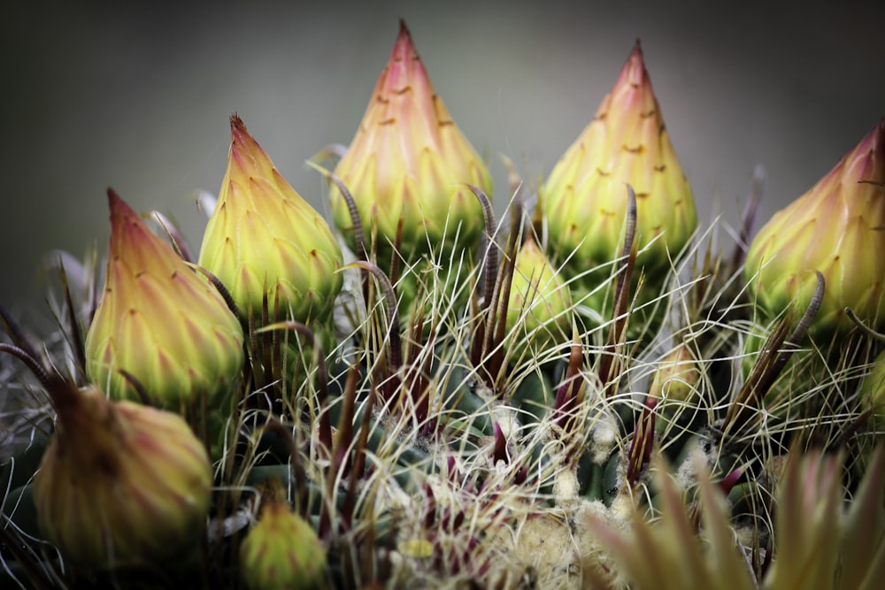 a close up of a bunch of flowers on a plant