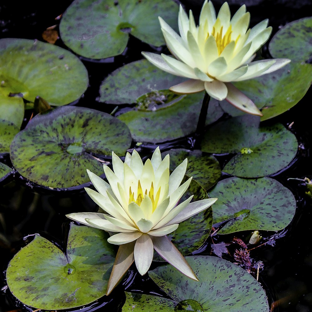 two white water lilies in a pond with lily pads