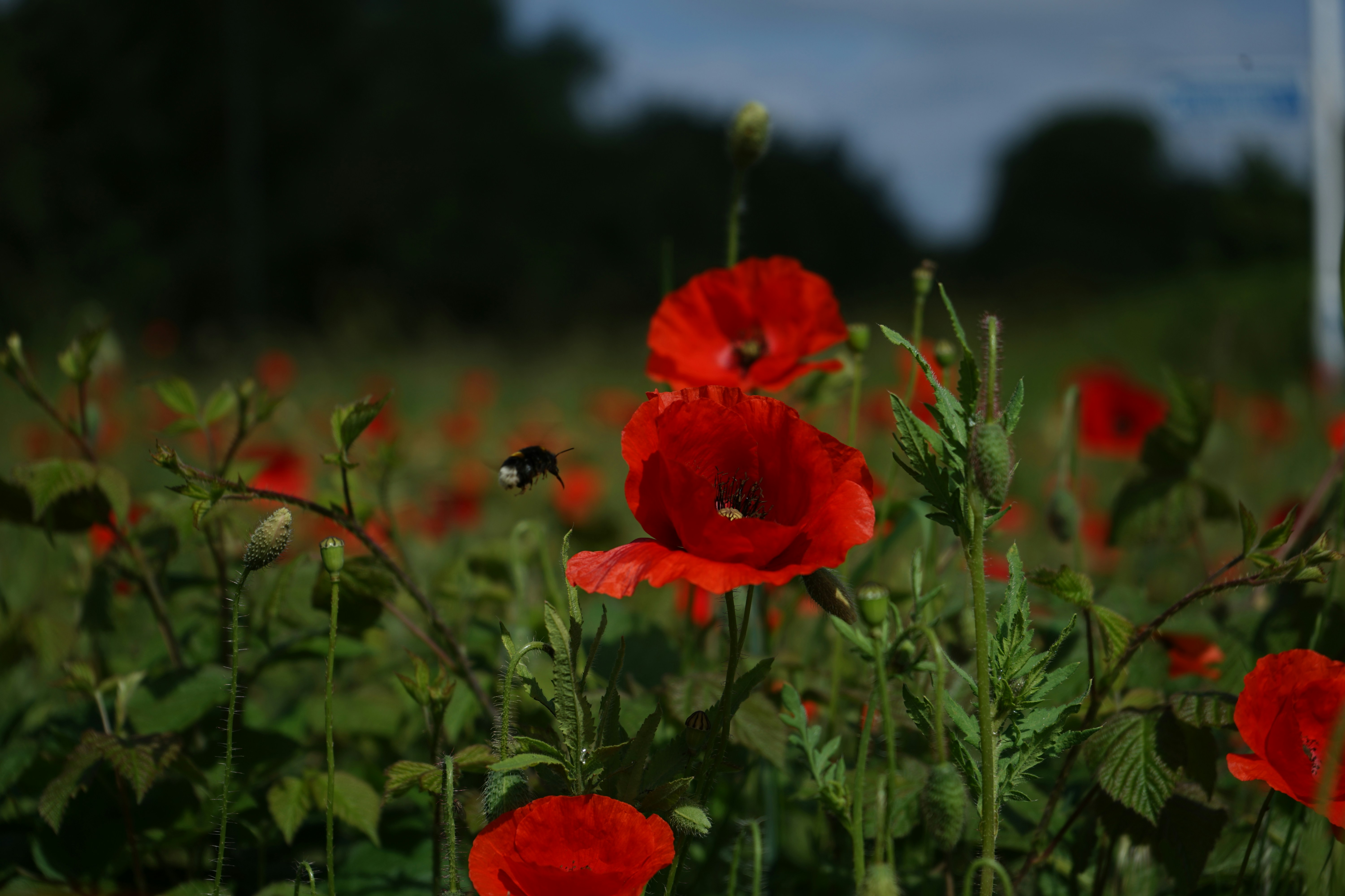Afbeelding van Berlicum