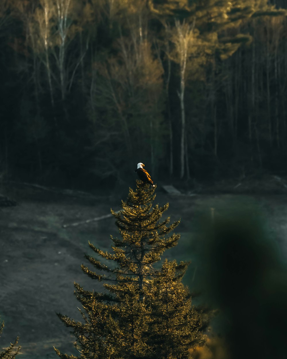 Un uccello appollaiato sulla cima di un albero di pino