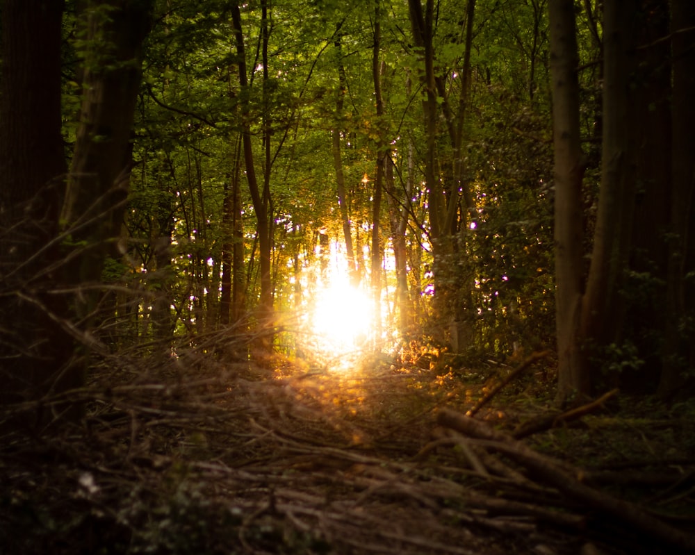 the sun is shining through the trees in the woods