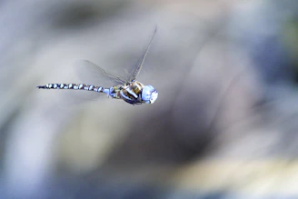 a dragon flys through the air with a blurry background