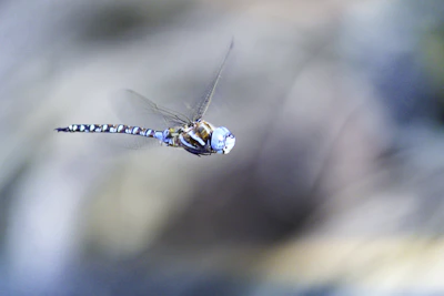 a dragon flys through the air with a blurry background