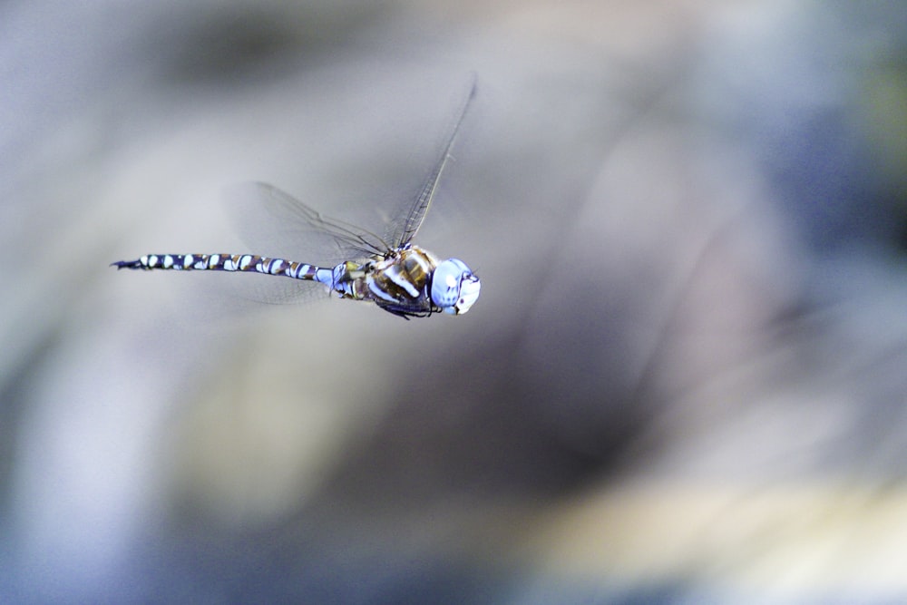 a dragon flys through the air with a blurry background