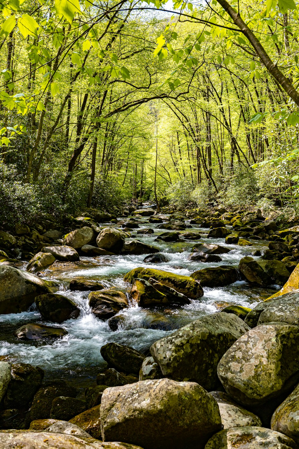 Un río que atraviesa un frondoso bosque verde