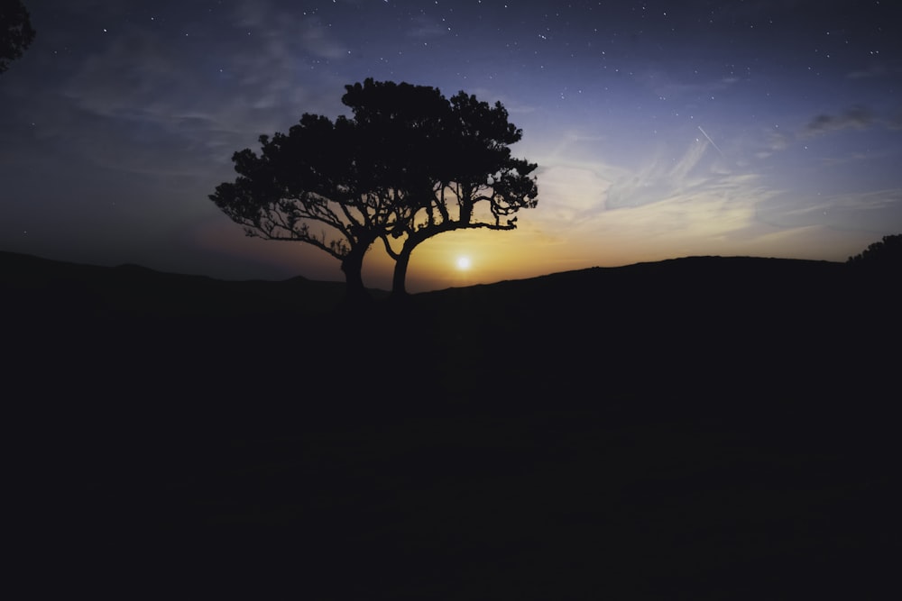 a silhouette of a tree against a night sky