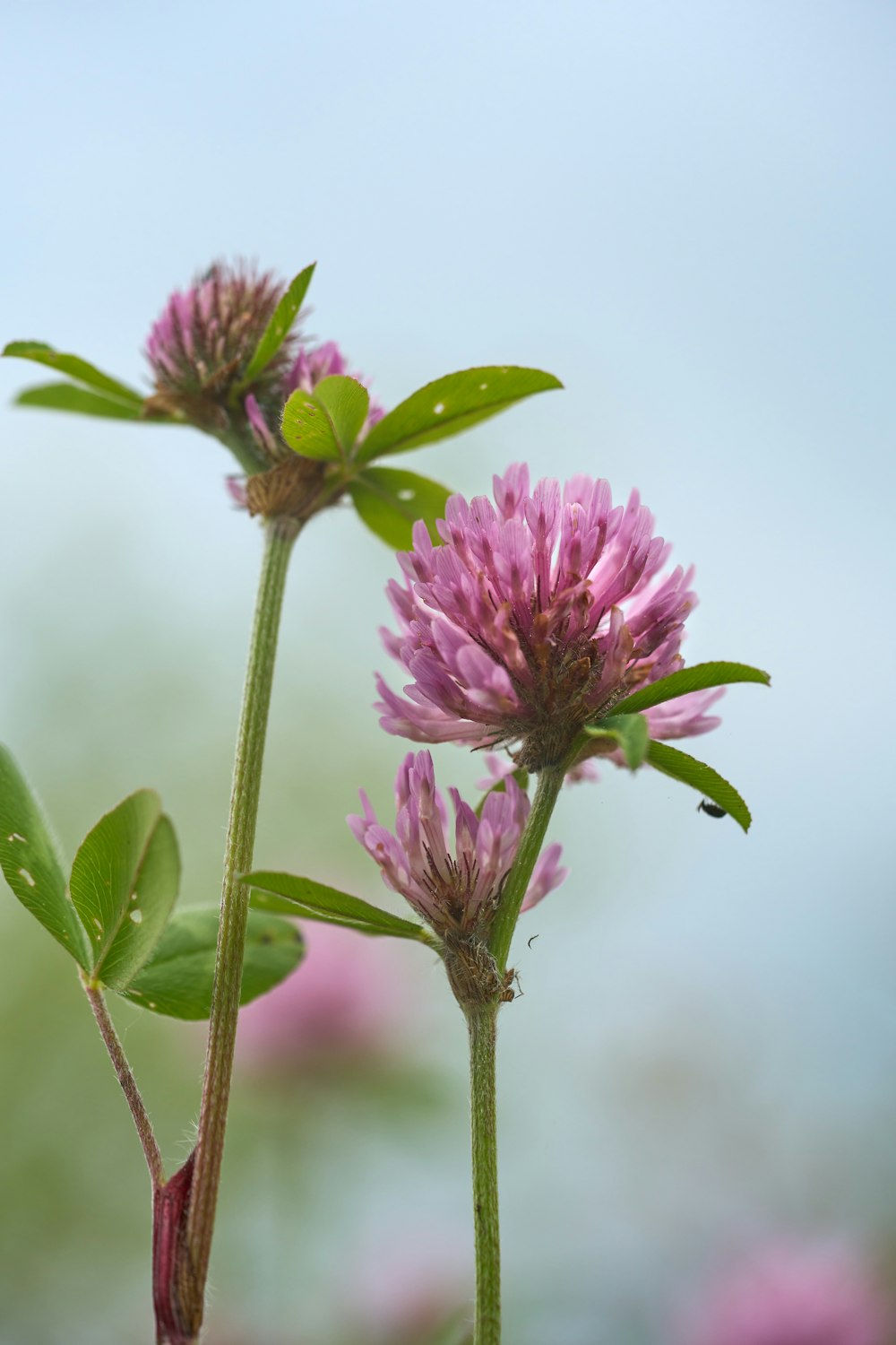 a couple of pink flowers sitting on top of a green plant