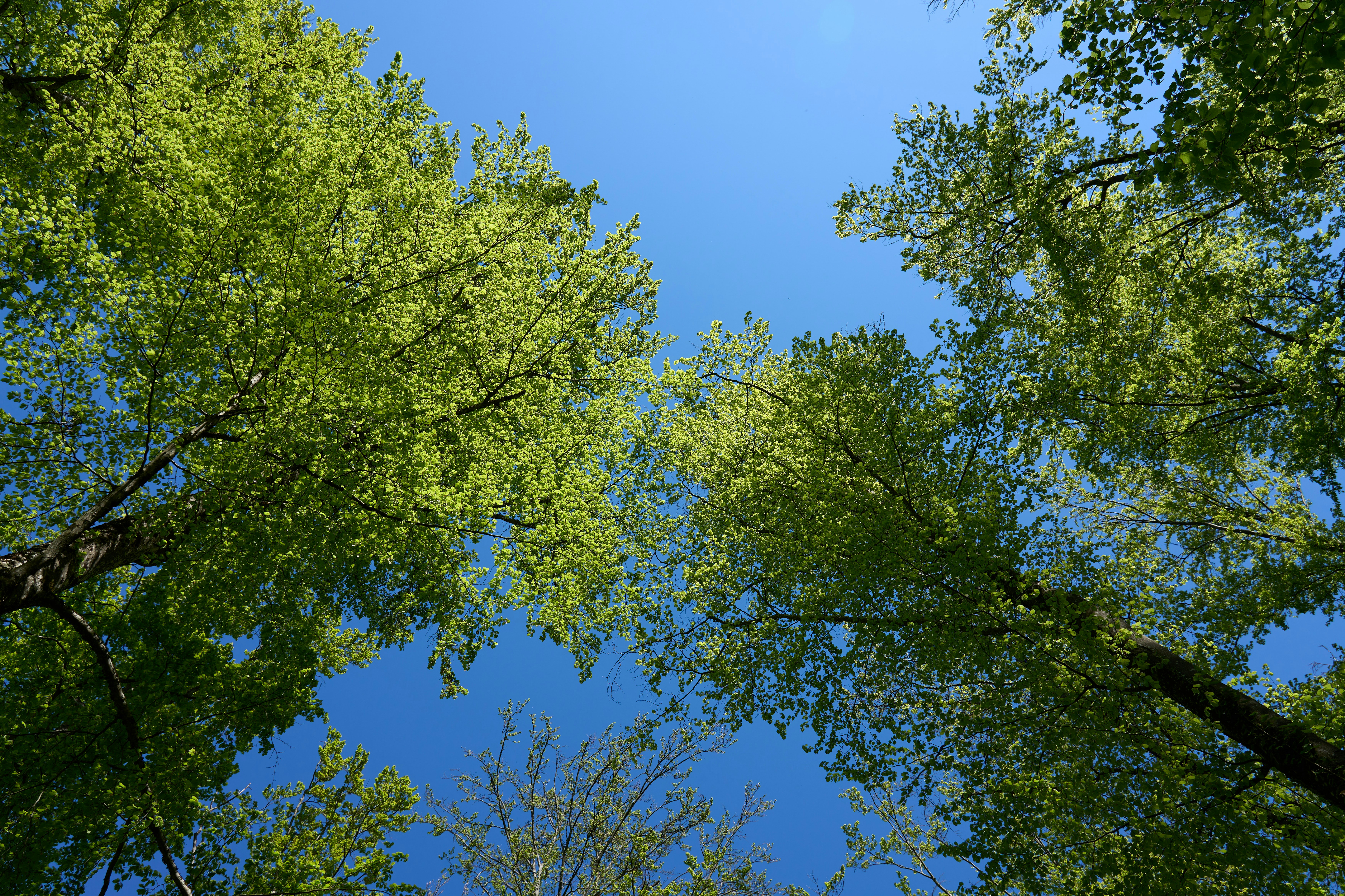 Photo by wolfgang_hasselmann