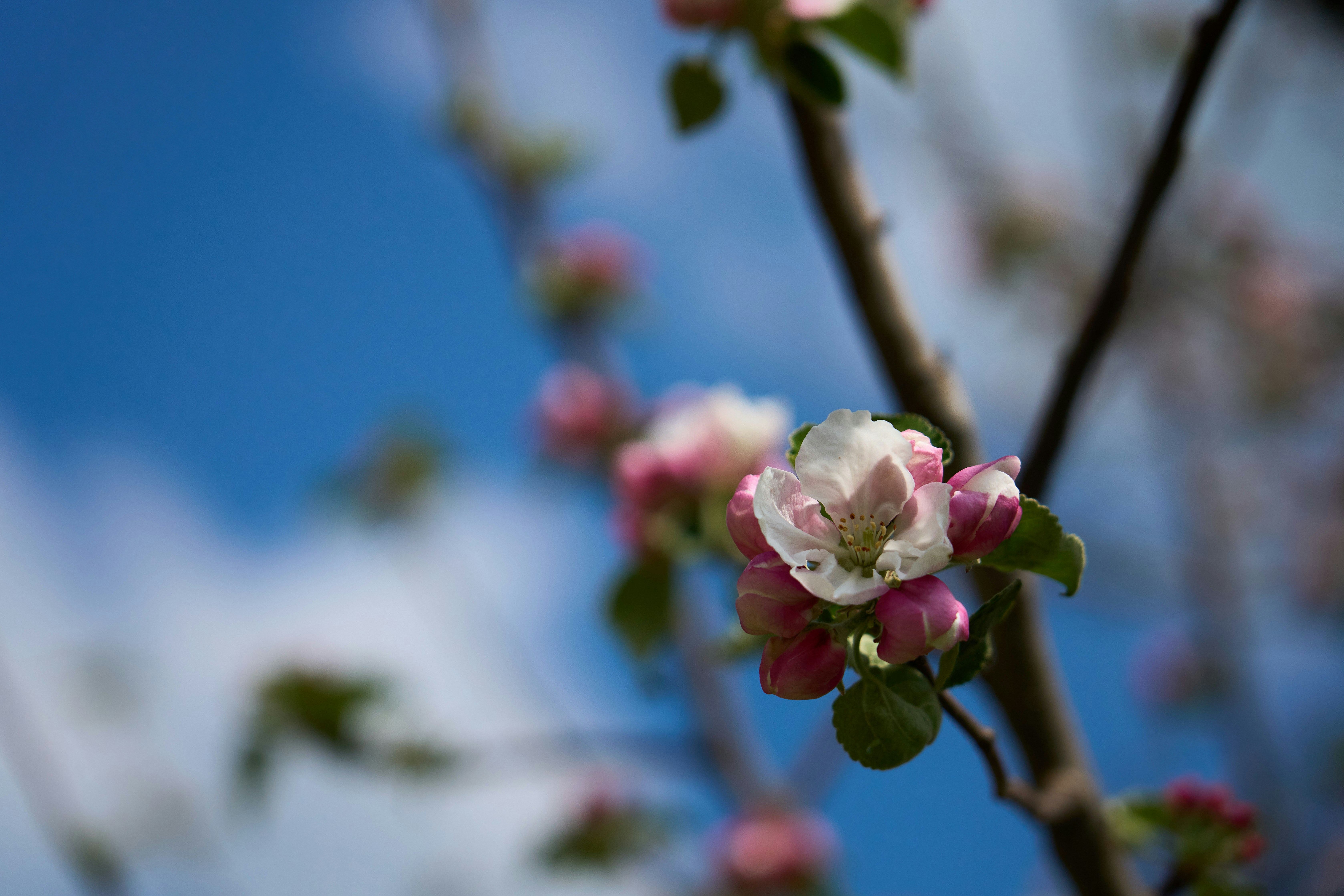 Photo by wolfgang_hasselmann