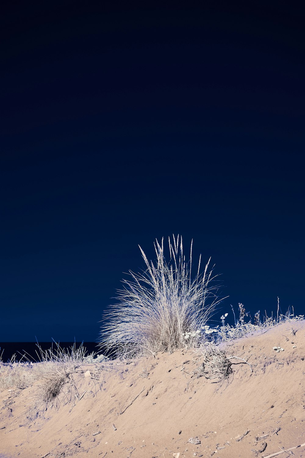 a grassy area in the middle of a sandy beach