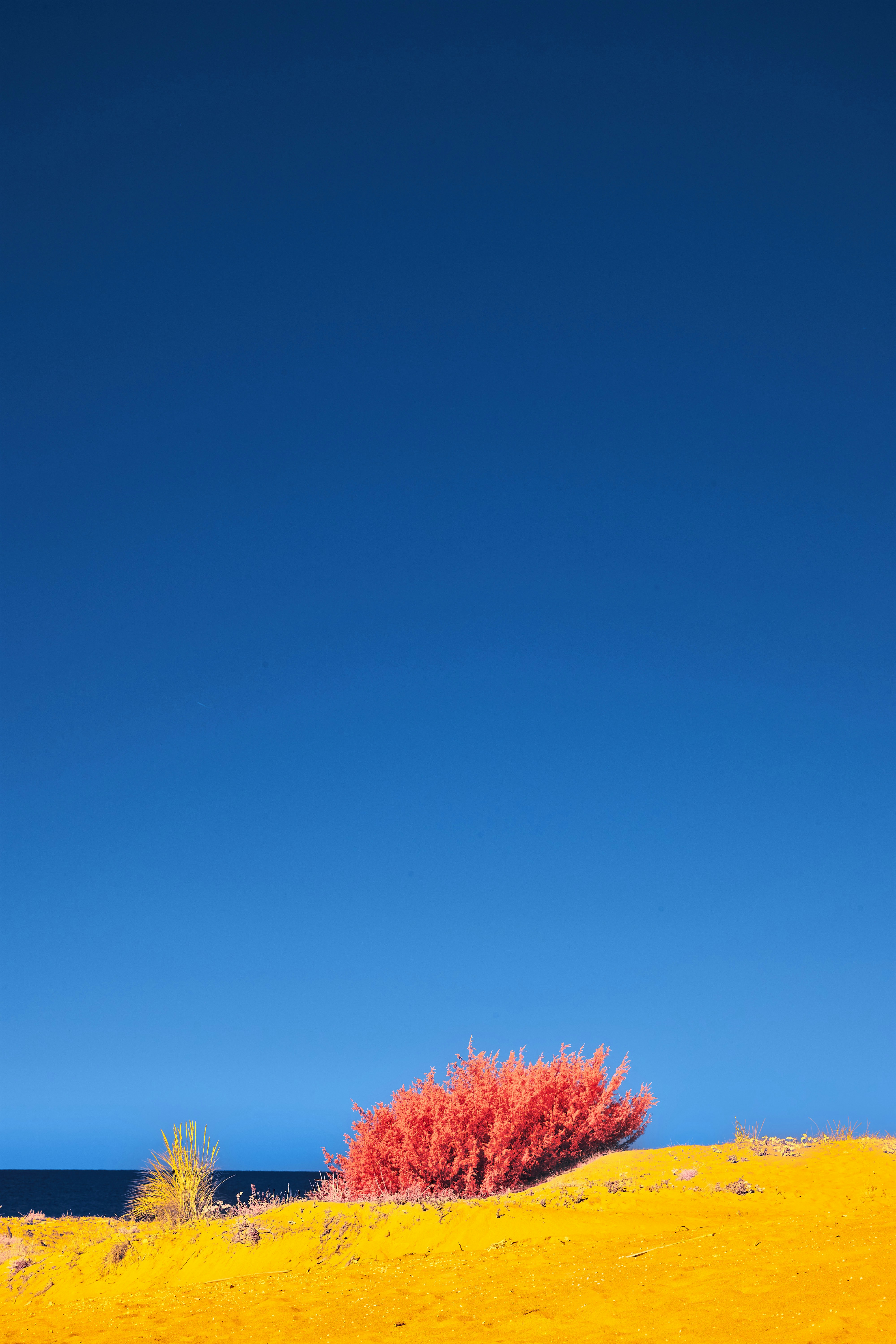 Photo by wolfgang_hasselmann