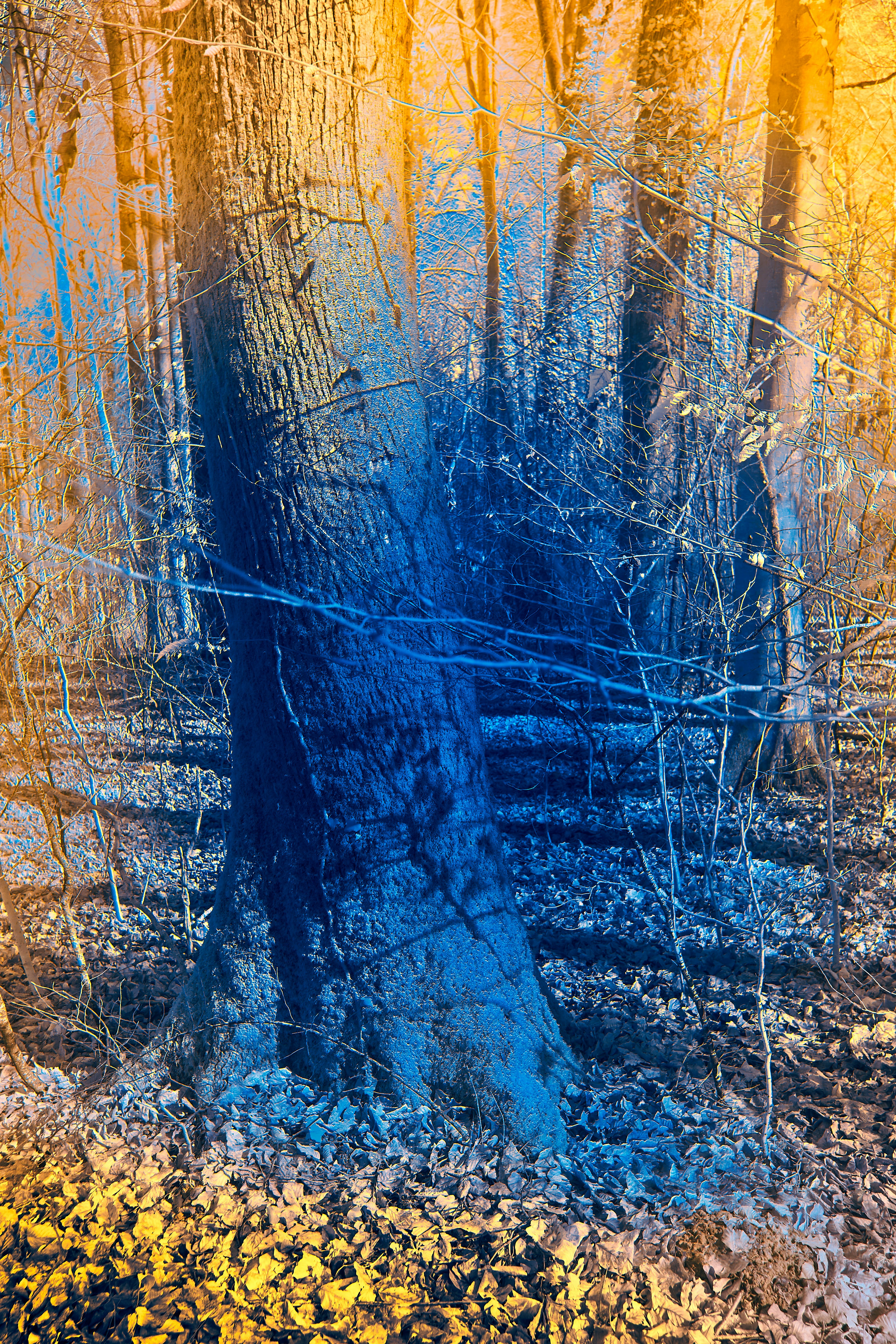 Photo by wolfgang_hasselmann