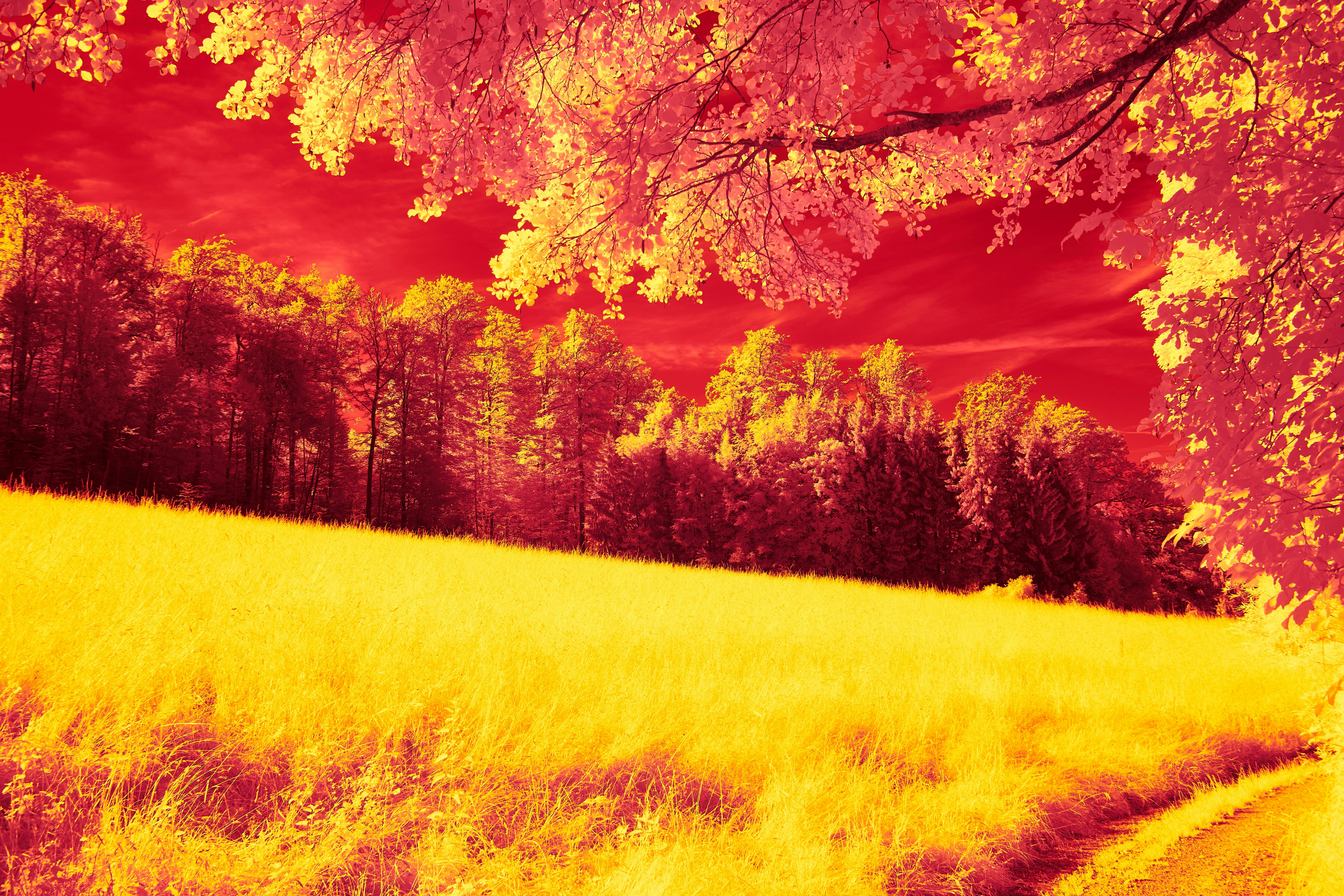 Photo by wolfgang_hasselmann