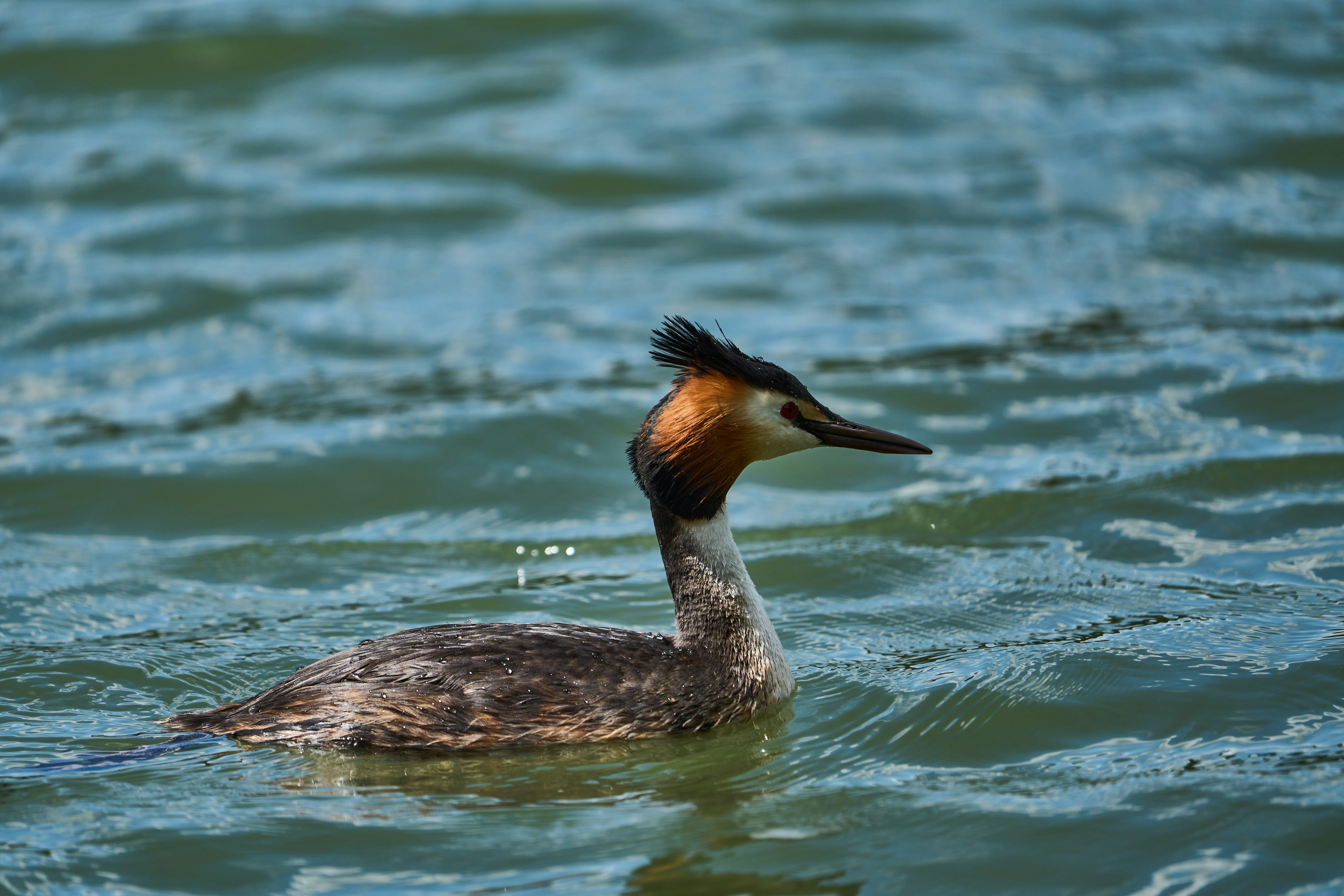 Photo by wolfgang_hasselmann