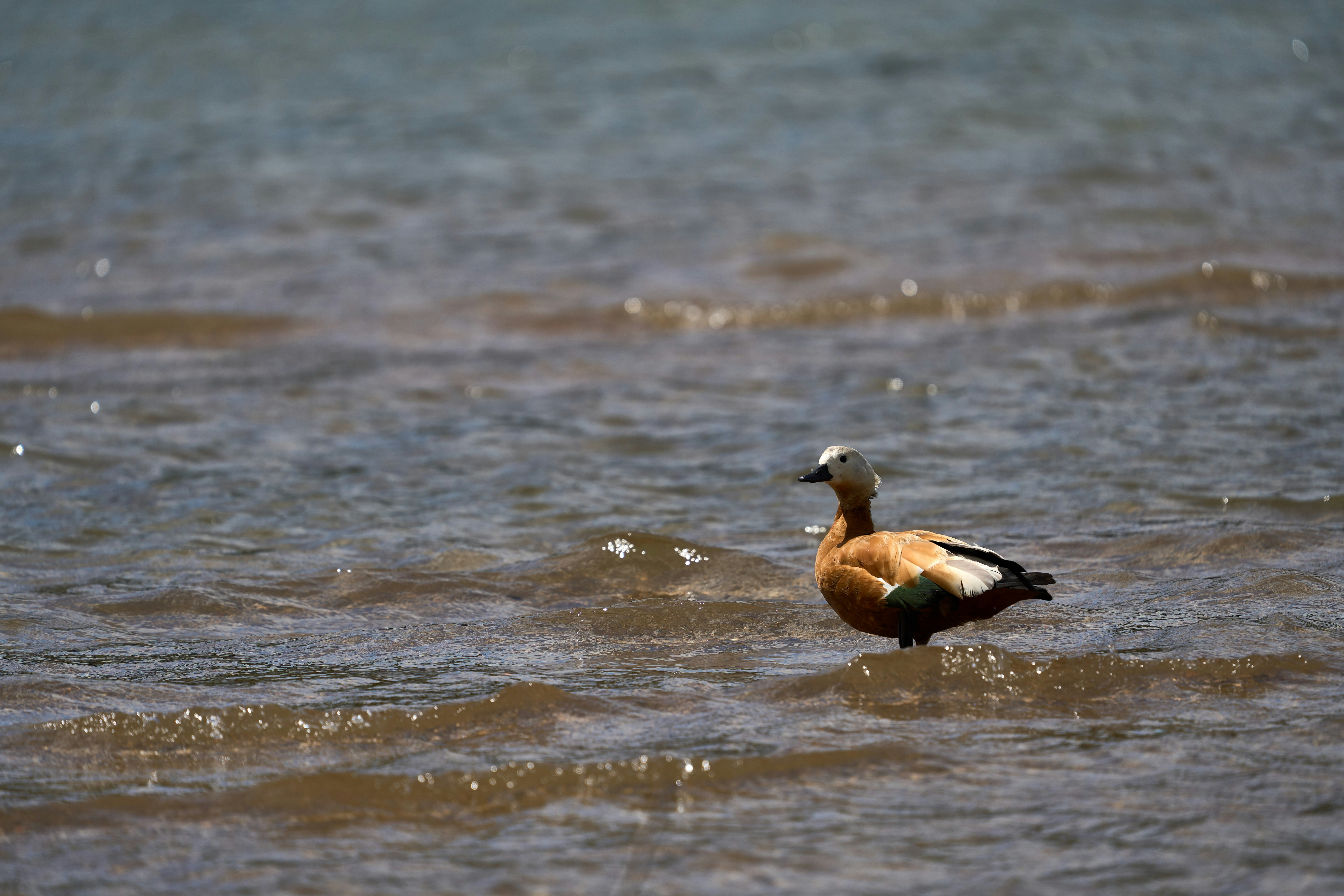 Photo by wolfgang_hasselmann