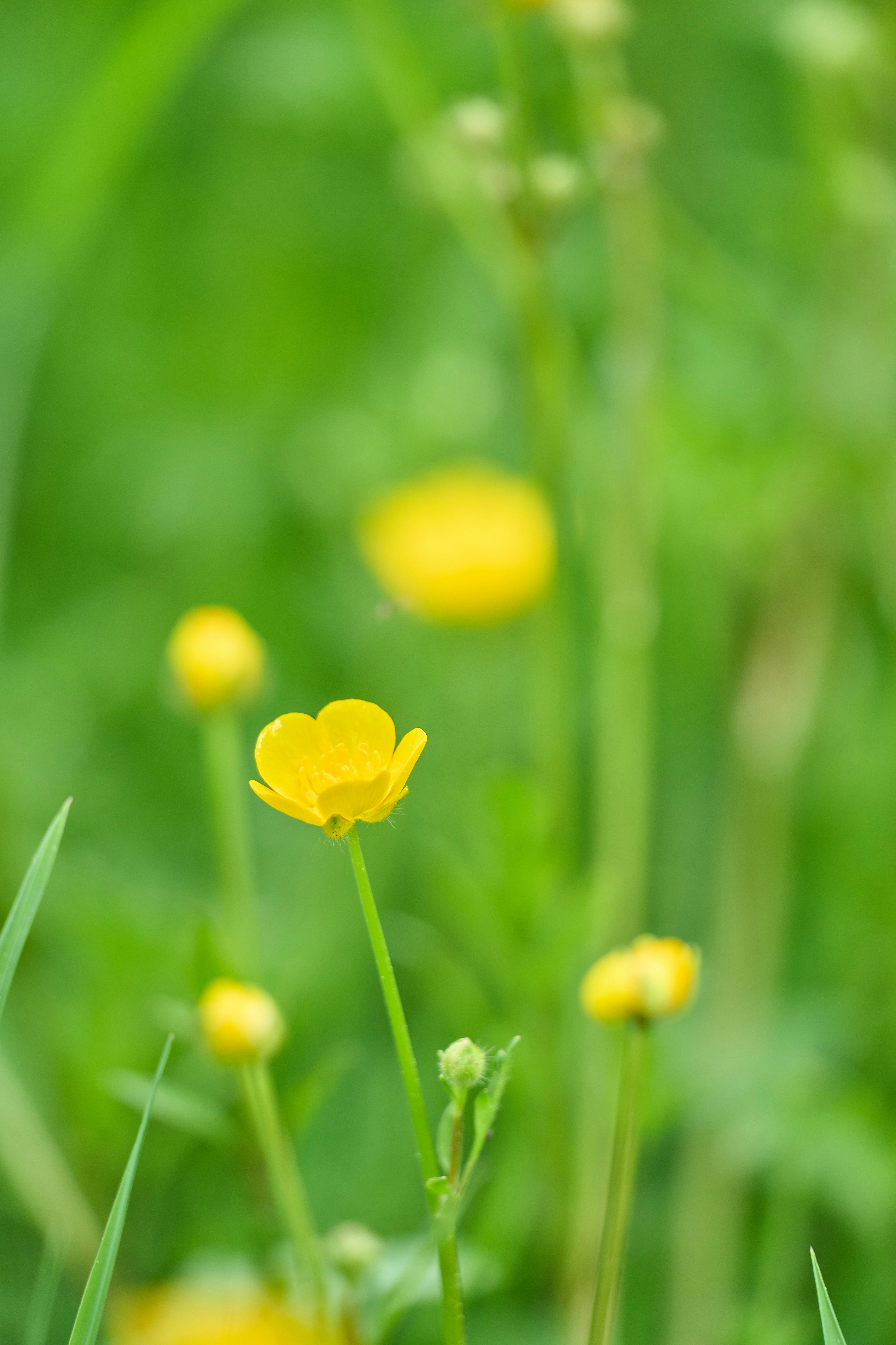 Photo by wolfgang_hasselmann