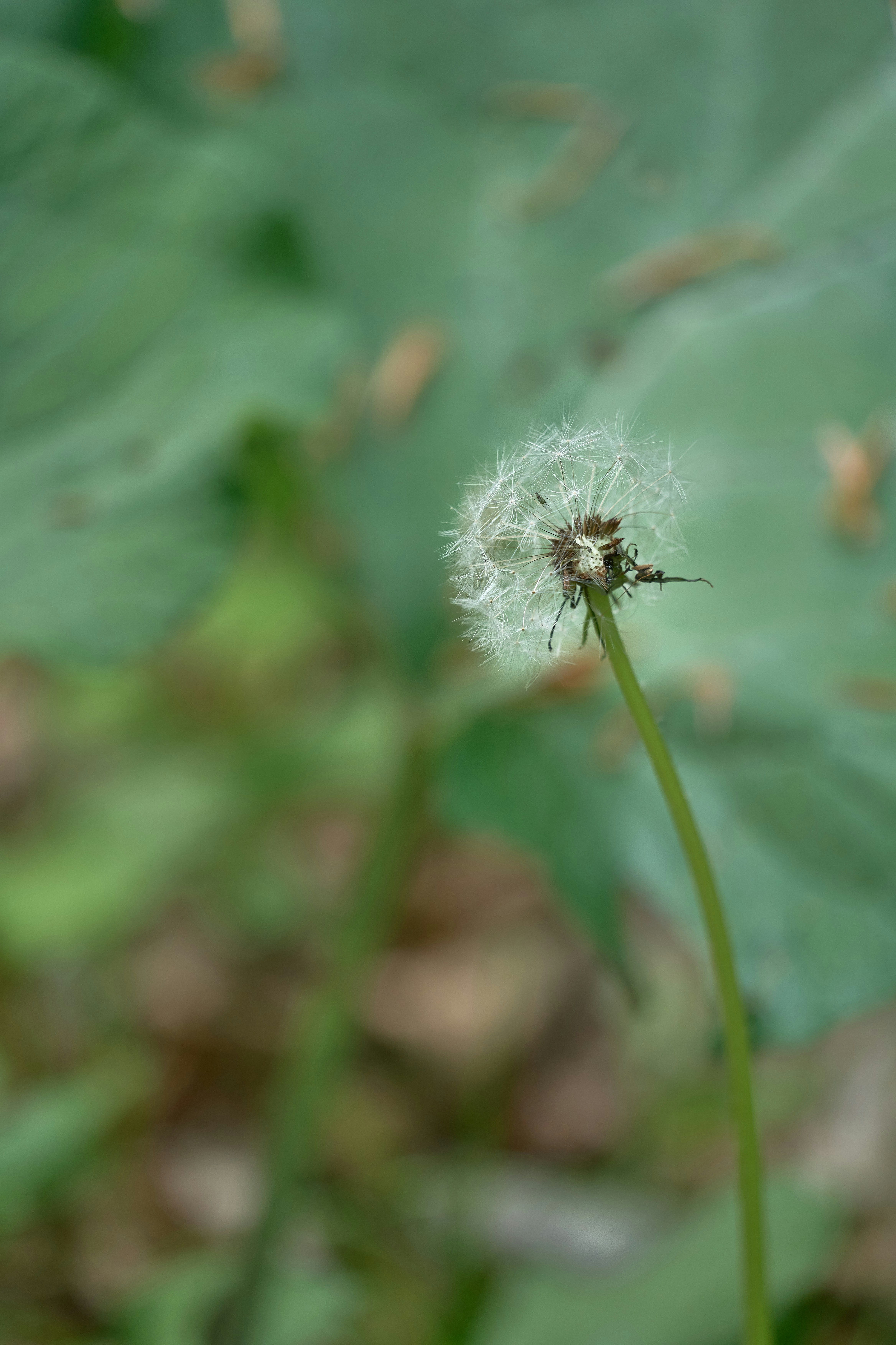 Photo by wolfgang_hasselmann