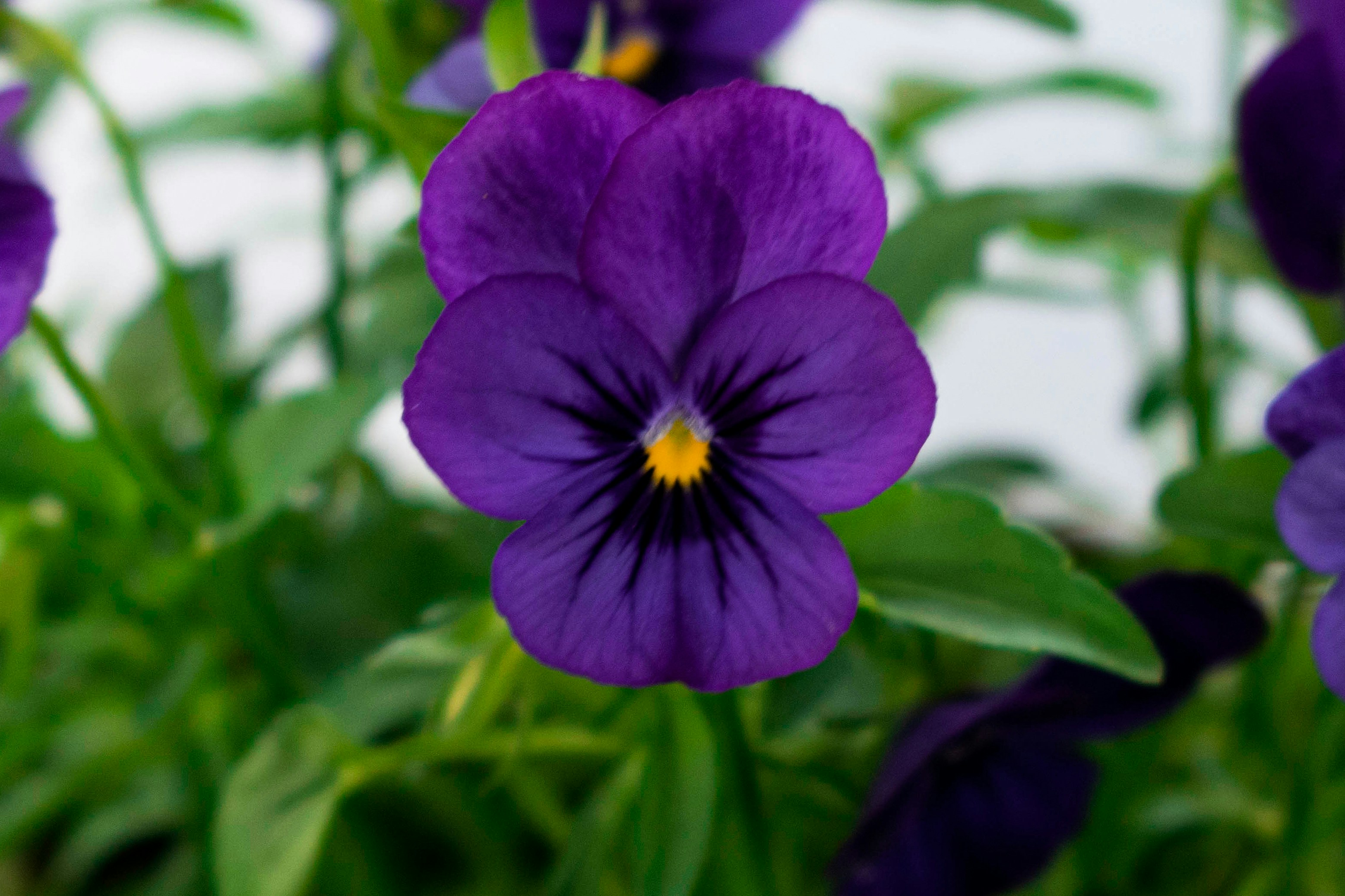 Image of user's plant or flower